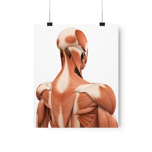 Premium Matte Verticale Posters Spierstelsel Bovenrug Illustratie Menselijke anatomie