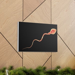 Sperm Cell Illustration Canvas Gallery Wraps Human Anatomy