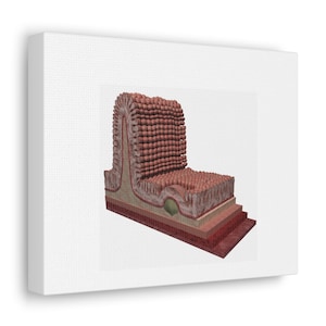 Intestinal Wall Sectional Illustration Intestine Art Canvas Gallery Wraps