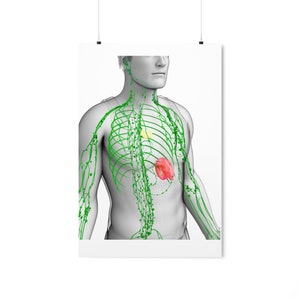 Premium Matte Vertical Posters Lymphatic System Human Anatomy