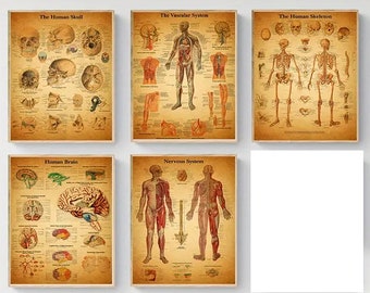 Digital Download 5 pcs Artistical Vintage Body Diagram Skeleton Wall Art Living Room Interior Decor Chiropractor Office Massage Clinic