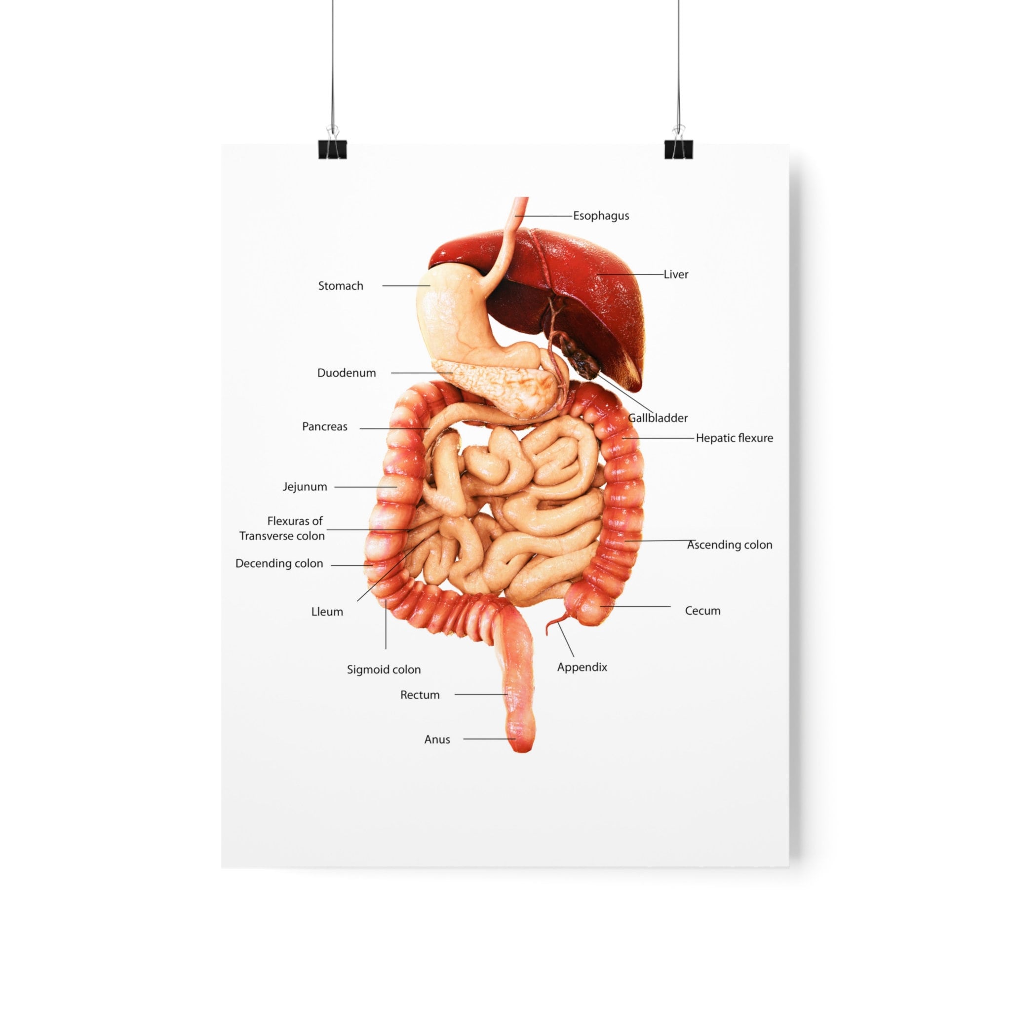 Premium Matte Vertical Posters Digestive System Human Anatomy