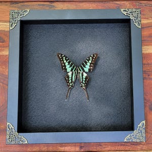 Graphium antheus pinned butterfly
