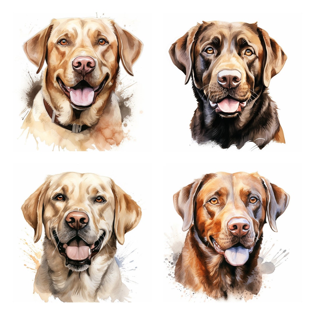 28 Labrador Retriever Clipart , High Quality Watercolor Labrador