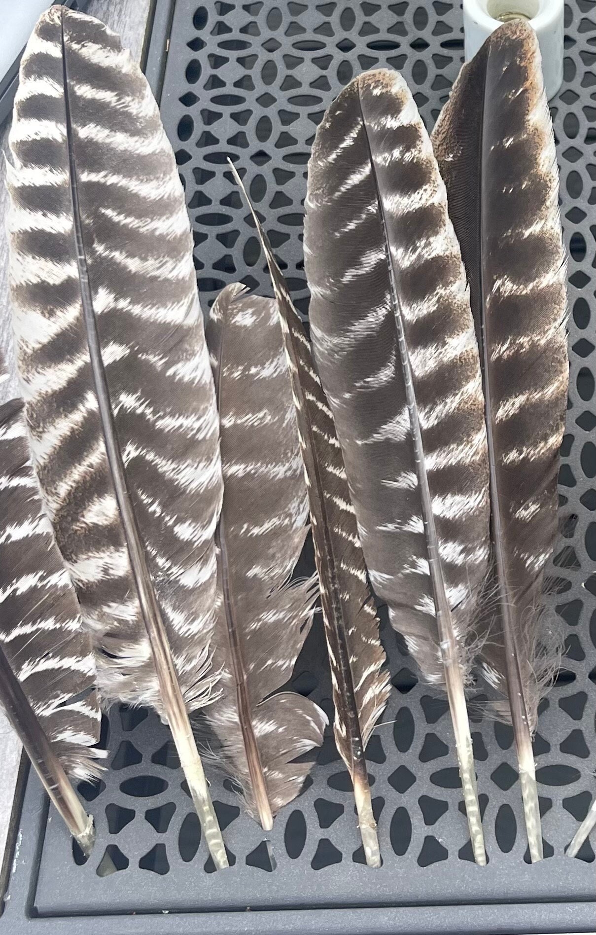 6 Pieces - Natural Brown Wild Tom Turkey Pulled Pointers Primary Wing Quill  Feathers