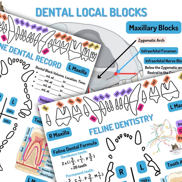 Printable Veterinary Dental Charts and local blocks Canine/Feline