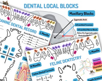 Printable Veterinary Dental Charts and local blocks Canine/Feline