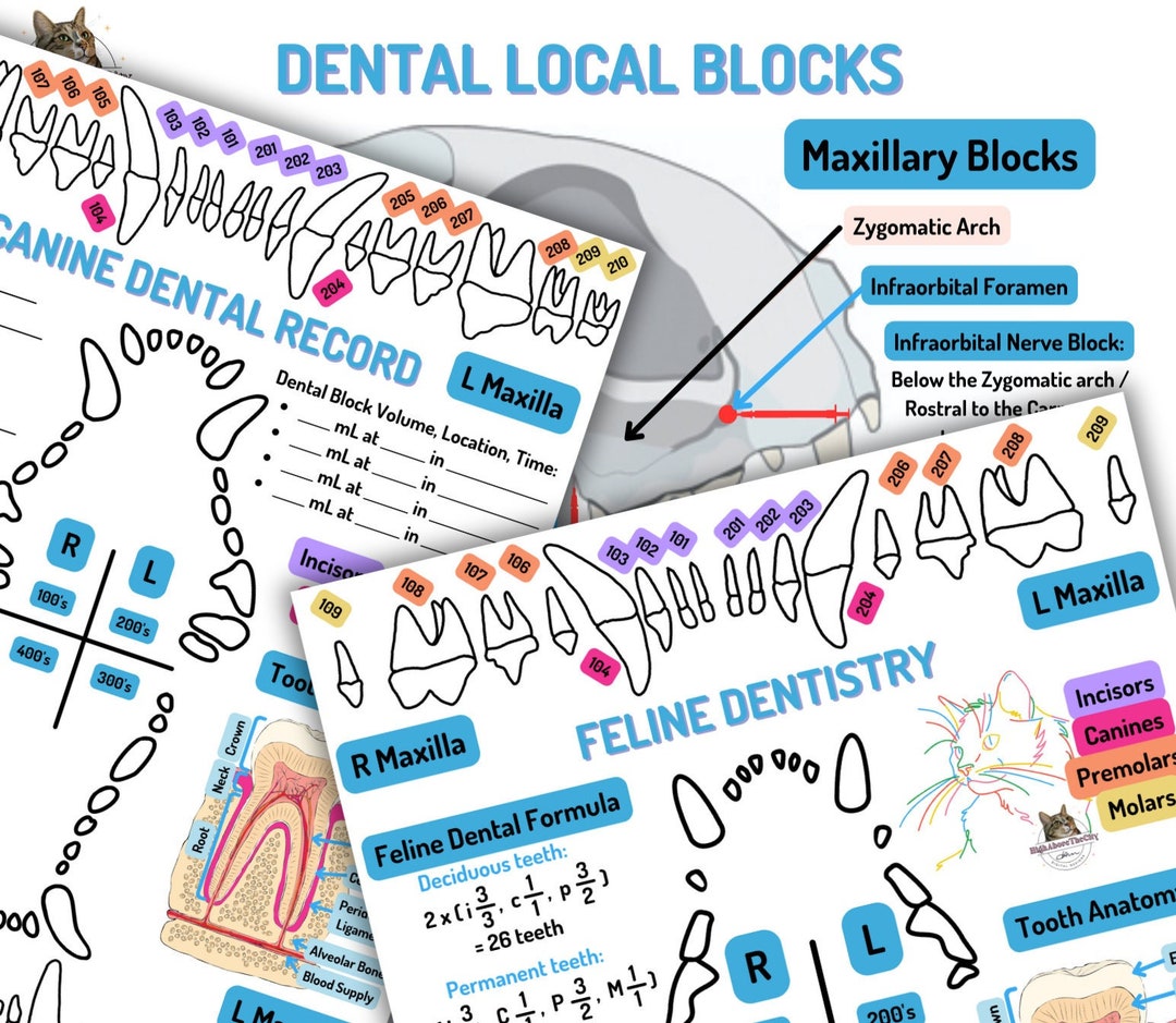 Printable Veterinary Dental Charts and Local Blocks Canine/feline Etsy