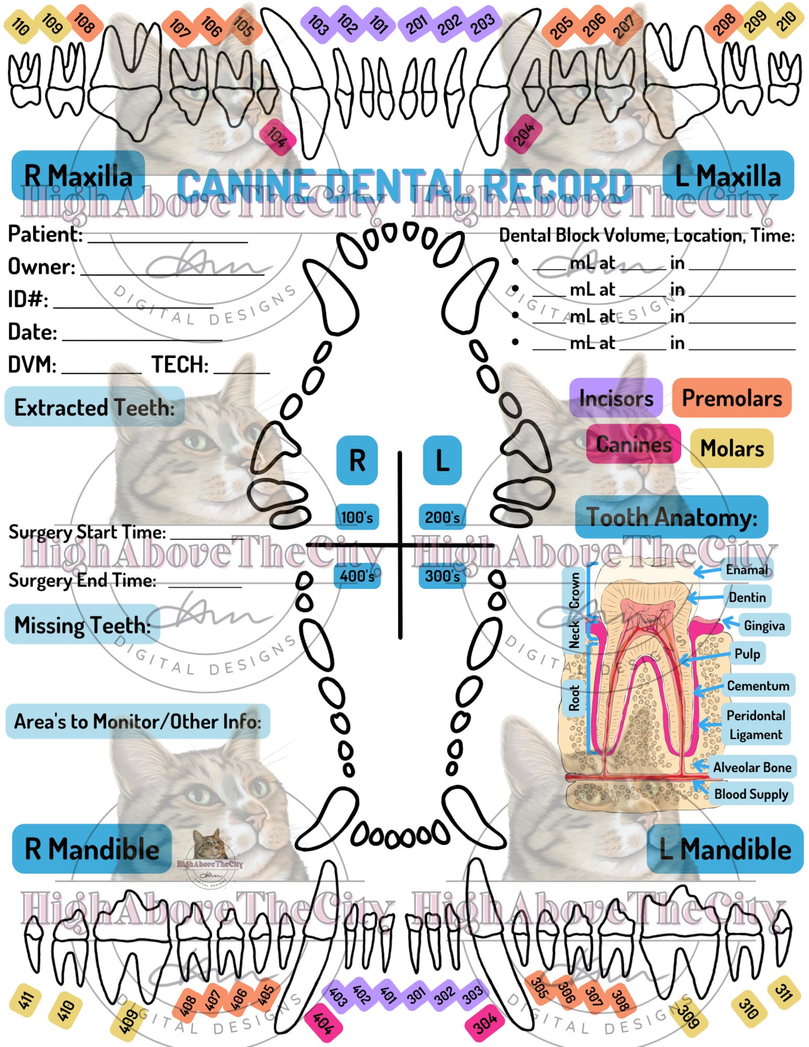 Printable Veterinary Dental Charts and Local Blocks Canine/feline Etsy