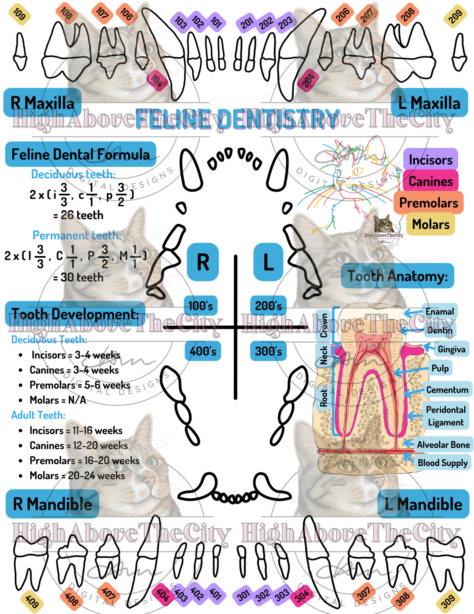 Printable Veterinary Dental Charts and Local Blocks Canine/feline Etsy