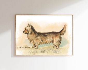 Sky Terrier art printable, dog portrait, vintage dog illustration