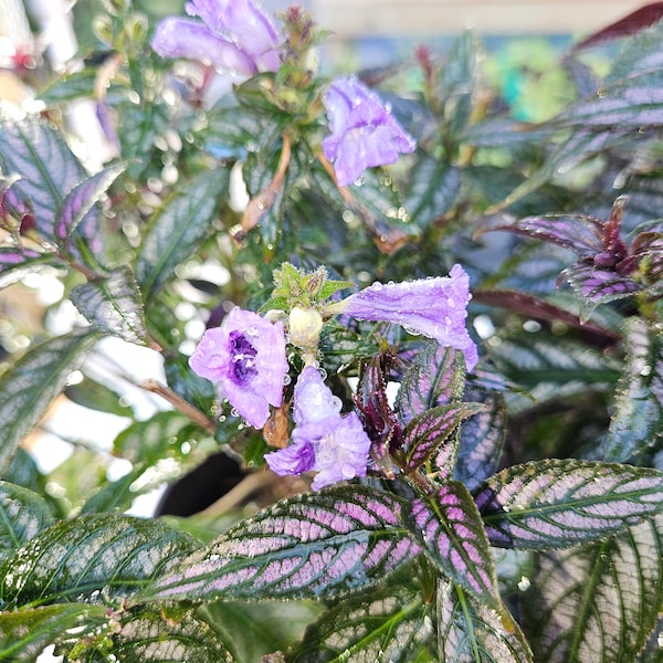 Persian shield, Royal purple plant, Strobilanthes dyerianus 1 gallon pot.