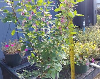 Volcano bush Dwarf, Lespedeza Thunbergi