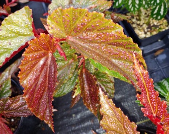 Rex begonia, Angel wing tri color, 6 inch pot