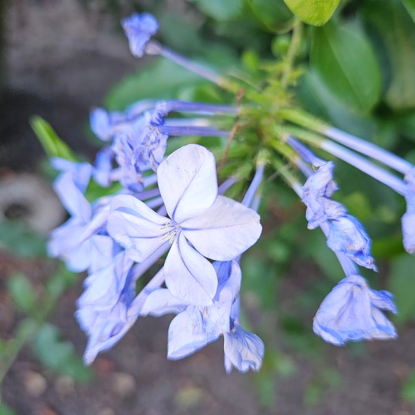 Plumbago auriculata, Blue Plumbago In 4 inch pot heavy roots