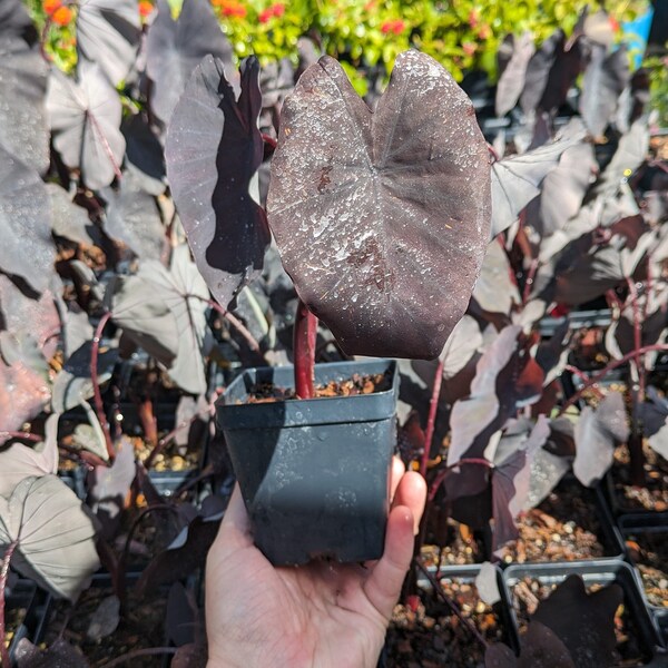 Elephants ears, Rare Jet black colocasia esculenta Hardy and fast growing. 4 inch pot rooted heavy