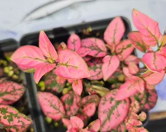 Hot Pink POLKA DOT plant, Freckle plant, Hypoestes phyllostachya Rooted 4 inch pot!!