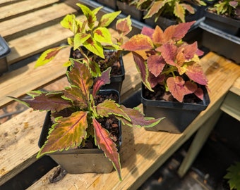 Live | 3x Coleus Plants Variety Package | 3 in 4" pot size