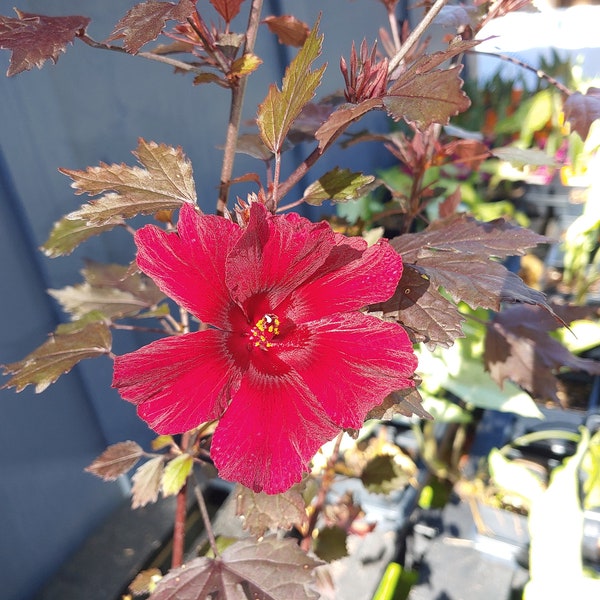 Cranberry Hibiscus, Acetosella . Red hibiscus