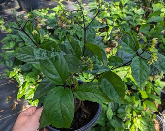 Live| Red & White Bleeding heart vine | 1 Gallon pot