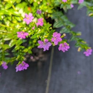 Mexican Heather | Cuphea hyssopifolia | 1 Gallon