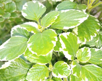 Swedish Ivy cross white, Creeping Charlie 4 inch pot