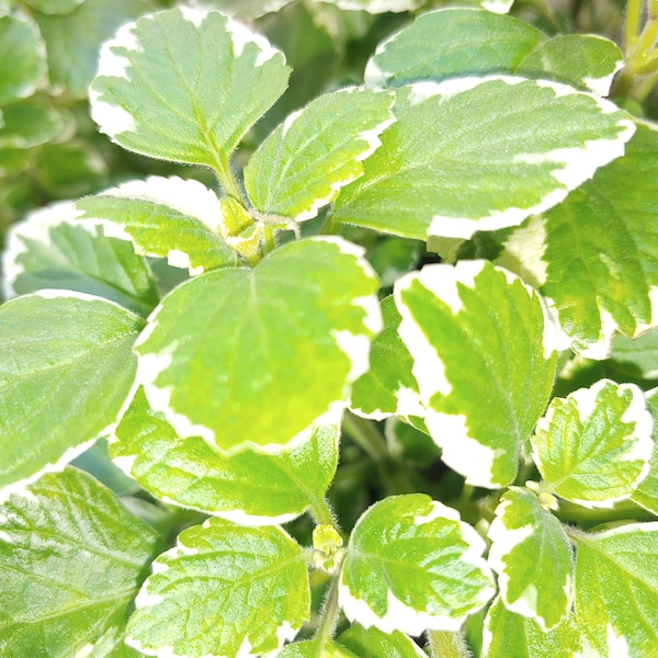 Swedish Ivy cross white, Creeping Charlie 4 inch pot