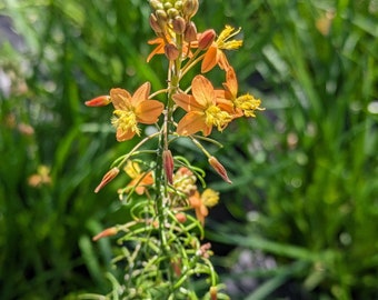 Orange Bulbine | Bulbine frutescens | 4 inch