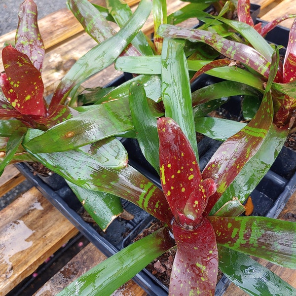 Bromeliad "Happy Thoughts" Neoregelia Carolinae red throat