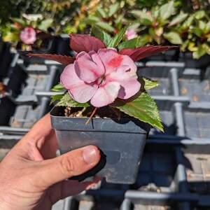 Live | New Guinea impatiens Plant | 4" pot size