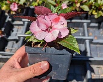 Live | New Guinea impatiens Plant | 4" pot size