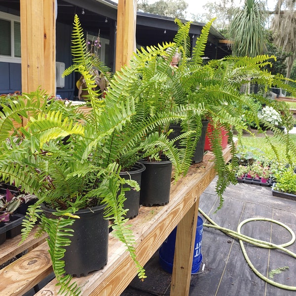 Petticoat fern, Sword fern nephrolepis exaltata