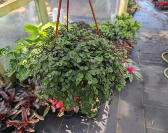 Mini hanging baskets, Callisia repens, Creeping inch plant,Turtle vine Mini hanging basket