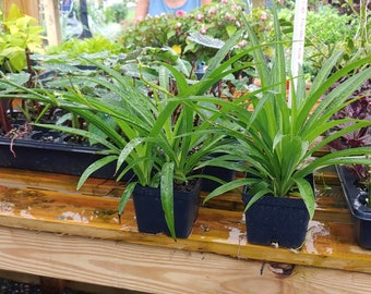 Spider plant, Emerald green big 4 inch plant. Great for hanging basket or groundcover in warm regions. Excellent house plant.