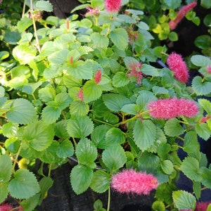 Chenille plant, Acalypha hospital dwarf