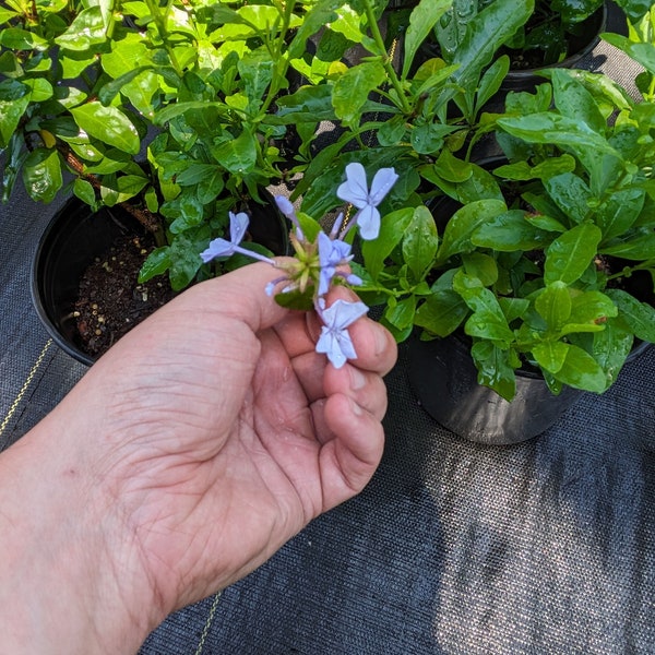 Plumbago auriculata | Blue Plumbago | 1 Gallon