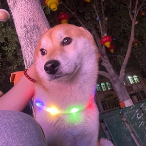USB Rechargeable LED Pet Collar - Glow-in-Dark Night Safety Collar for Pets, 4 Light Modes, Adjustable & Waterproof