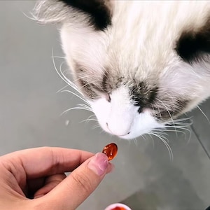 Pet Health & Nutrition: Premium Krill Oil for Cats and Dogs – Superior Omega-3 for Skin and Coat Support – Fish Oil |60 Softgels