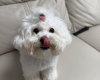 Flower & Fruit Pet Hair Ties: Yorkie, Maltese, Small Dog Accessories