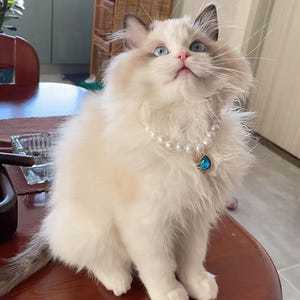 Pode incluir: Um gato Ragdoll fofo, branco e creme, usando um colar de pérolas com um pingente de lágrima azul. O gato tem olhos azuis e está olhando para cima. O gato está sentado em uma mesa de madeira.