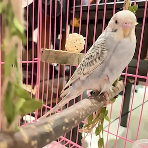 2 Pcs Handmade Parrot Swing Toy - Natural Wood & Rope Perch for Birds - Chewproof Cage Accessory for Cockatiels, Lovebirds