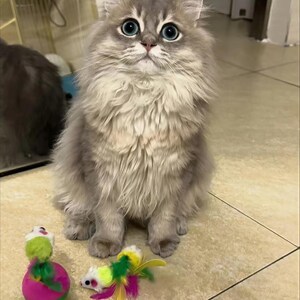 May include: A long-haired, grey and white cat with large blue eyes sits on a tiled floor. The cat is surrounded by toys, including a pink ball and a toy mouse with colourful feathers. The cat is looking upwards.
