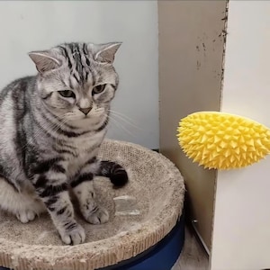 Könnte beinhalten: Eine grau-silberne getigerte Katze sitzt in einem runden, beigefarbenen Katzenbett mit blauem Sockel. Eine gelbe, stachelige Katzenbürste ist an einer weißen Wand befestigt. Die Katze hat einen ernsten Gesichtsausdruck.