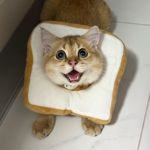 Brödkattstrut, rostat brödhalsband från Elizabethan, rolig munk för återhämtning av husdjur, söt present till kattägare för skolstart, munk efter operation