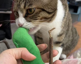 Catnip Plush Toy with Silvervine Pod: Interactive Play for Dental Health