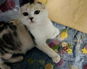 36pcs Handmade Pure Meat Pet Treats –  All-Natural Cat & Dog Training Snacks – No Preservatives