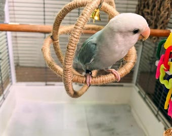 Juego de juguetes para loros: columpio y aro de escalada de 16 cm, accesorios para jaulas de cacatúas y periquitos, juguetes de adiestramiento para pájaros.