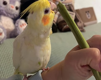 36pcs Natural Parrot Chew Sticks - Papaya Wood Bird Toys for Beak Trimming & Stress Relief - Safe, Dried