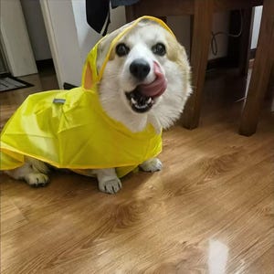 Könnte beinhalten: Ein glücklicher Corgi-Hund trägt einen leuchtend gelben Regenmantel mit Kapuze. Der Hund leckt sich die Nase und schaut direkt in die Kamera. Der Hintergrund umfasst Holzböden und einen Blick auf Möbel.