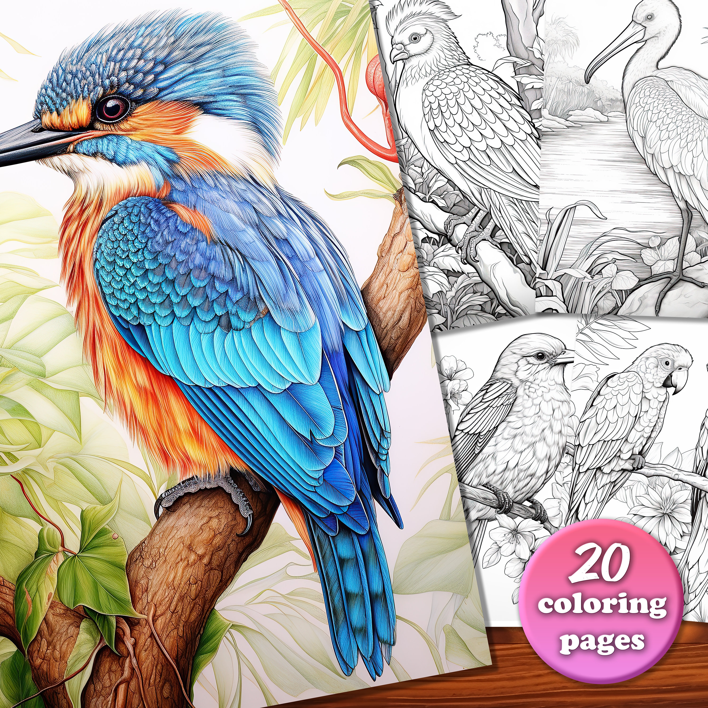 20 Native Birds Coloring Page Book, Adults and Kids, Instant Download ...